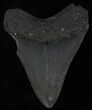 Bargain Megalodon Tooth - Serrated #25696-1